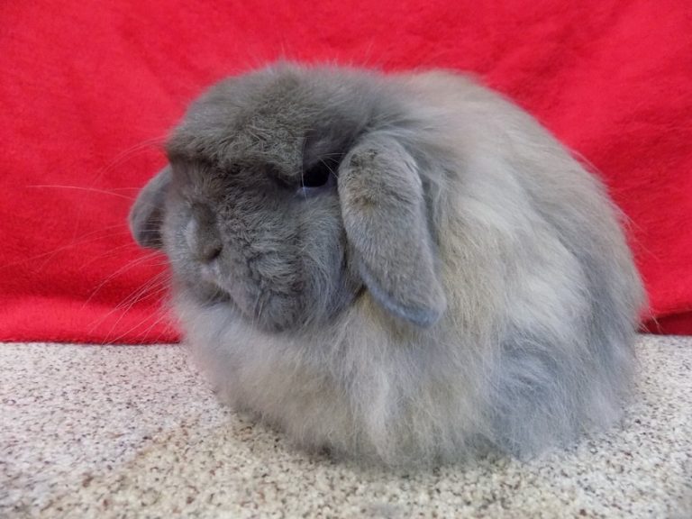 American Fuzzy Lop Rabbit: Facts, Care Sheet, & Pictures