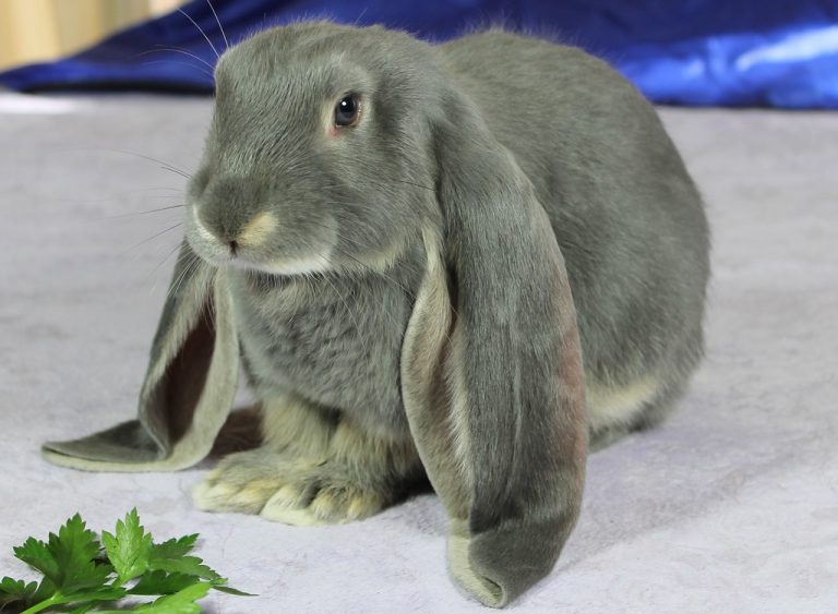 lop-eared-rabbits-are-bred-specifically-for-pet-and-show-purposes