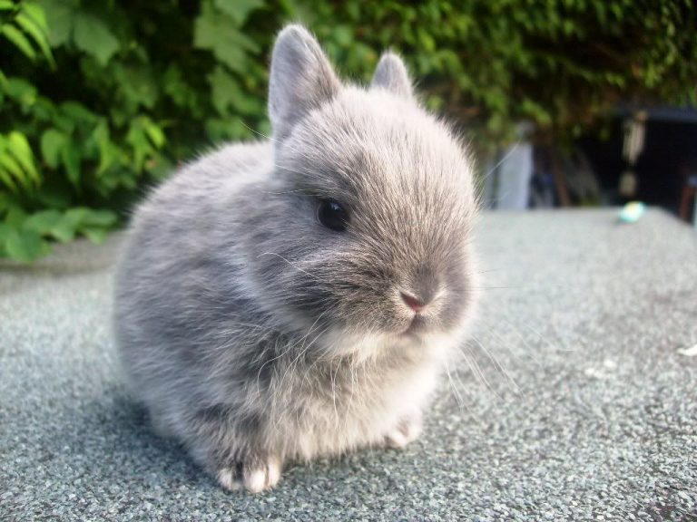 netherland dwarf rabbits breeders
