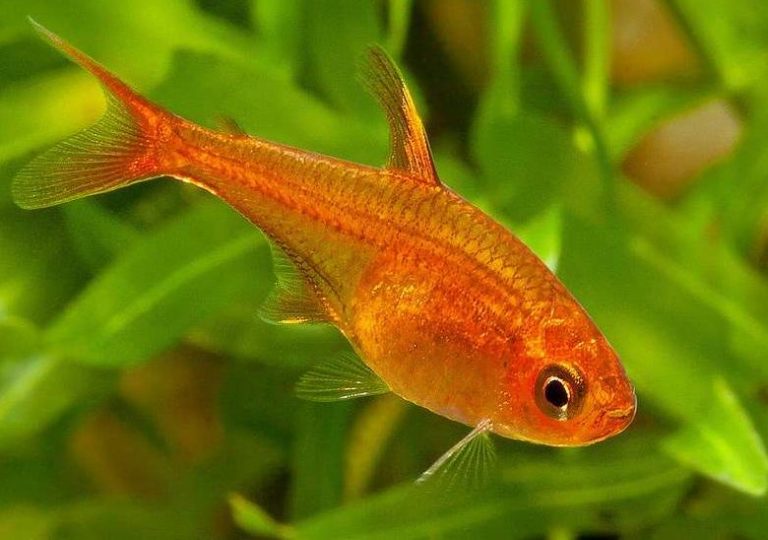 Ember Tetra Fish: Info, Size, Care, and Pictures