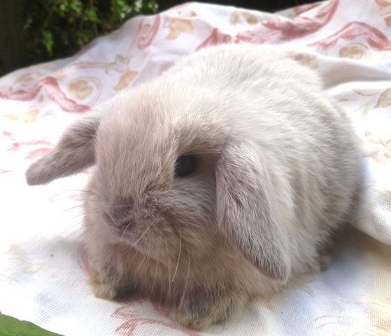 plush lop rabbit