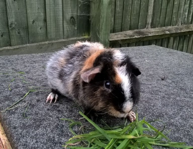 teddy bear guinea pig