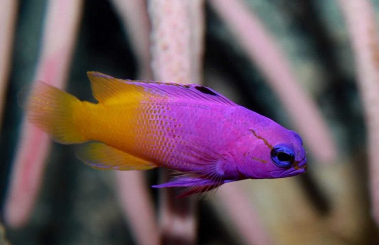 Royal Gramma Fish in a Reef Aquarium