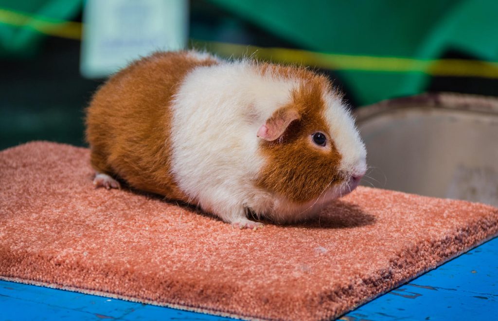 swiss teddy guinea pig