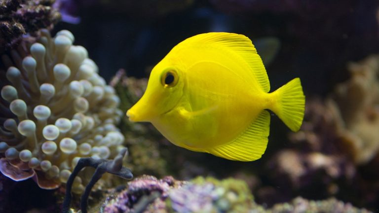 Yellow Tang: Info with Care Details and Pictures