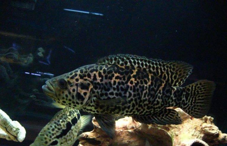 Jaguar Cichlid: Info with Care Details and Pictures