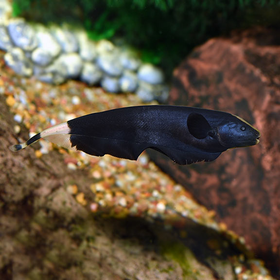 Black Ghost Knifefish Info With Care Details And Pictures