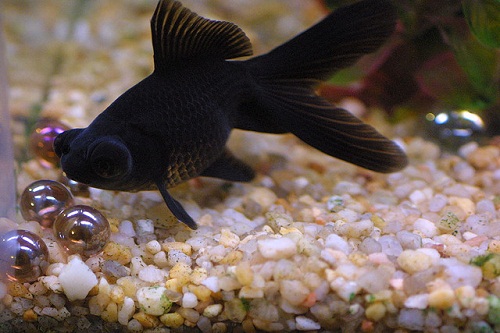 female black telescope goldfish