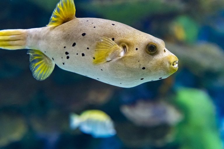 Dog Face Puffer (Blackspotted puffer): Info with Care Details and Pictures