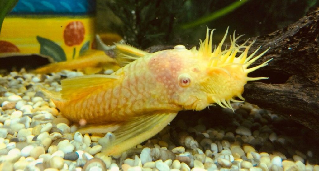 Albino Bristlenose Pleco Info With Care Details And Pictures