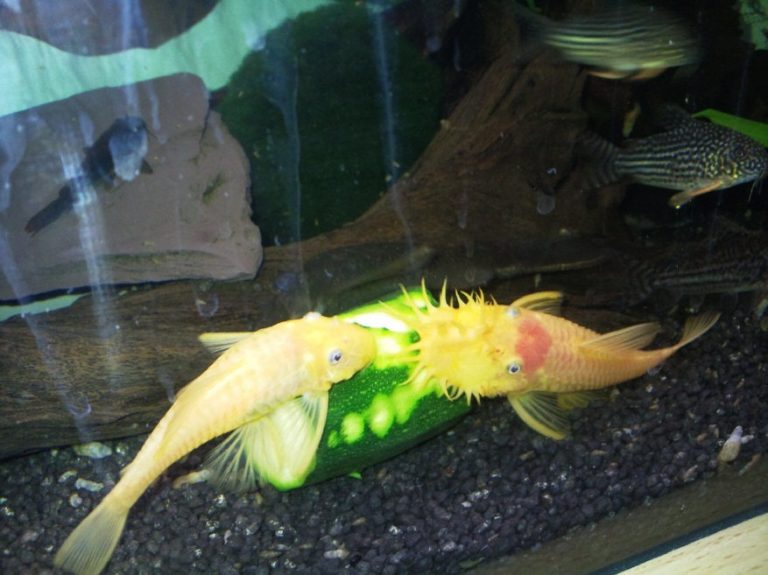 Albino Bristlenose Pleco: Info with Care Details and Pictures