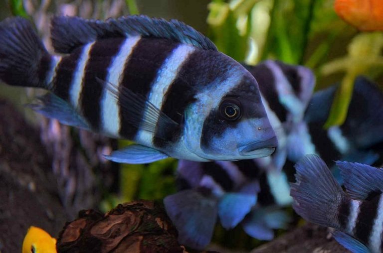 Frontosa Cichlid: Info with Care Details and Pictures