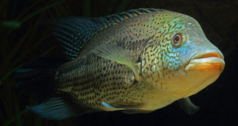 Wolf Cichlid (Rainbow Bass): Info with Care Details and Pictures