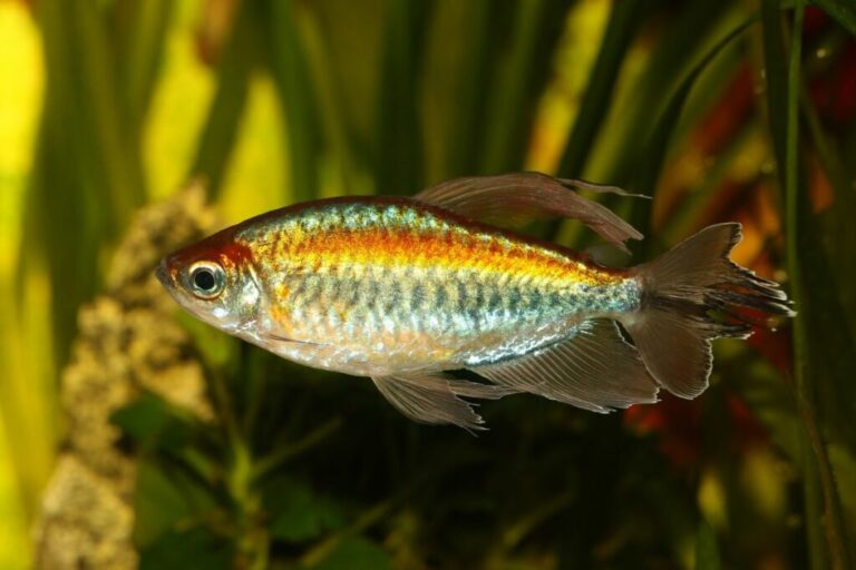 List of Types of Tetras for Your Aquarium With Pictures